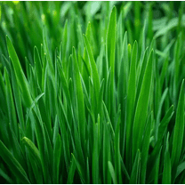 200 Seeds Garlic Chives Seeds for Planting, Allium Tuberosum Seeds Perennial Herb for Garden