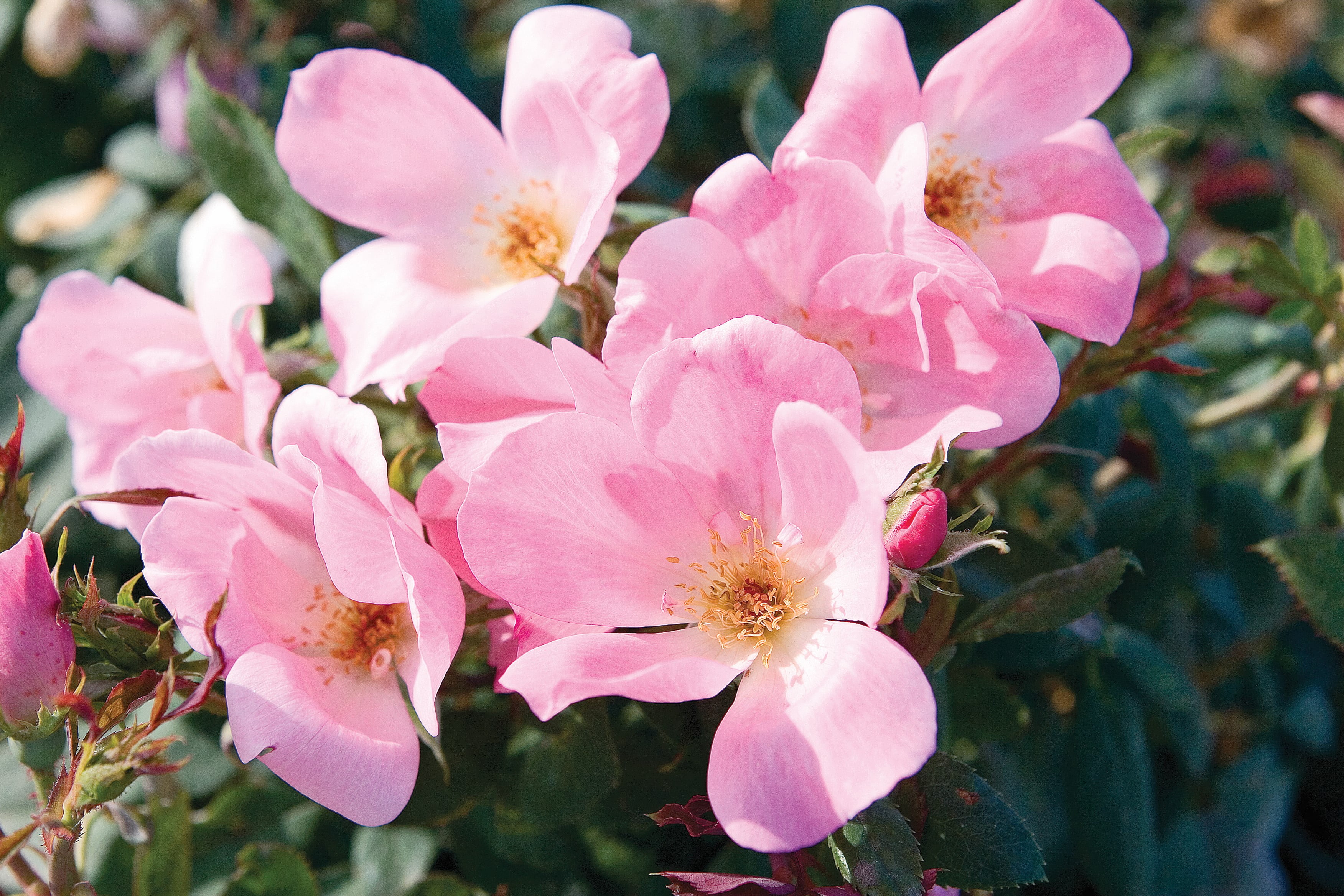 Knock Out Roses Blushing Knock Out Rose 2 Gallon (Rosa) Light Pink Flowers Are Disease Resistant Live Outdoor Plant