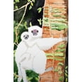 thumbnail image 2 of Derr, Wynn 13x18 Black Modern Framed Museum Art Print Titled - Silky Sifaka Duo, 2 of 4
