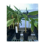 Pisang Raja Banana Plant -"King of Bananas" - Live Banana Plant