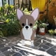 thumbnail image 5 of Maceta Con Forma De Perro Pomerania De Dibujos Animados Maceta Suculenta Para La Decoración Del Jardín Del Hogar seitruly HA036248-00, 5 of 6