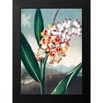 thumbnail image 2 of Thornton, Robert John 14x18 Black Modern Framed Museum Art Print Titled - The Nodding Renealmia from The Temple of Flora, 2 of 5