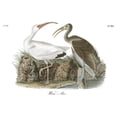 thumbnail image 2 of Audubon, John James 18x15 Gold Ornate Wood Framed with Double Matting Museum Art Print Titled - White Ibis, 2 of 4