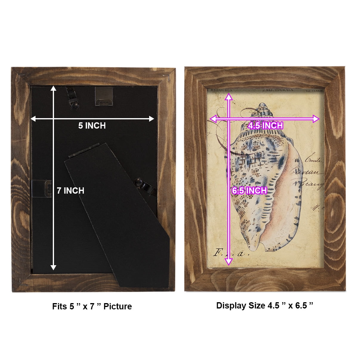 Seashell Ephemera I - Framed Print w/glass - Walnut