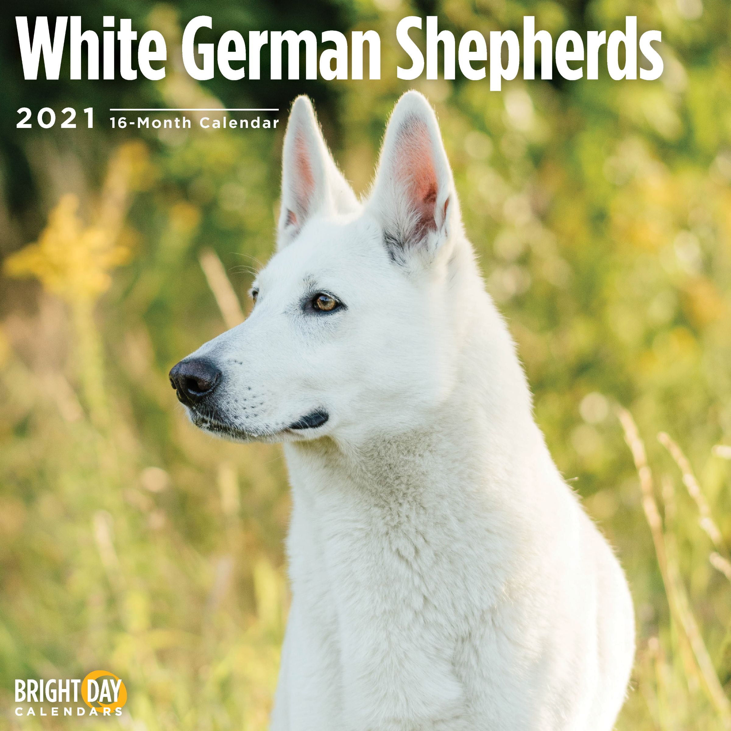 2021 White German Shepherds 12 x 12 Wall Calendar Cute Puppy Dog GSD