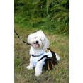 thumbnail image 4 of Pets First College Missouri Tigers Cheerleader, 3 Sizes Pet Dress Available. Licensed Dog Outfit, 4 of 6