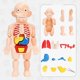 thumbnail image 1 of Juguetes de simulación de modelo de órgano humano de educación temprana para niños con partes del cuerpo extraíbles, 1 of 5