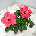 thumbnail image 4 of Tropical Plants of Florida 16" to 18" Painted Lady Pink Hibiscus Bush; Full Sunlight, Outdoor, Pet Friendly, 6" Planter, 4 of 5