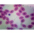 thumbnail image 2 of Biology and General Mammal Histology Microscope Slide Set – 19 Slides by Go Science Crazy, 2 of 7