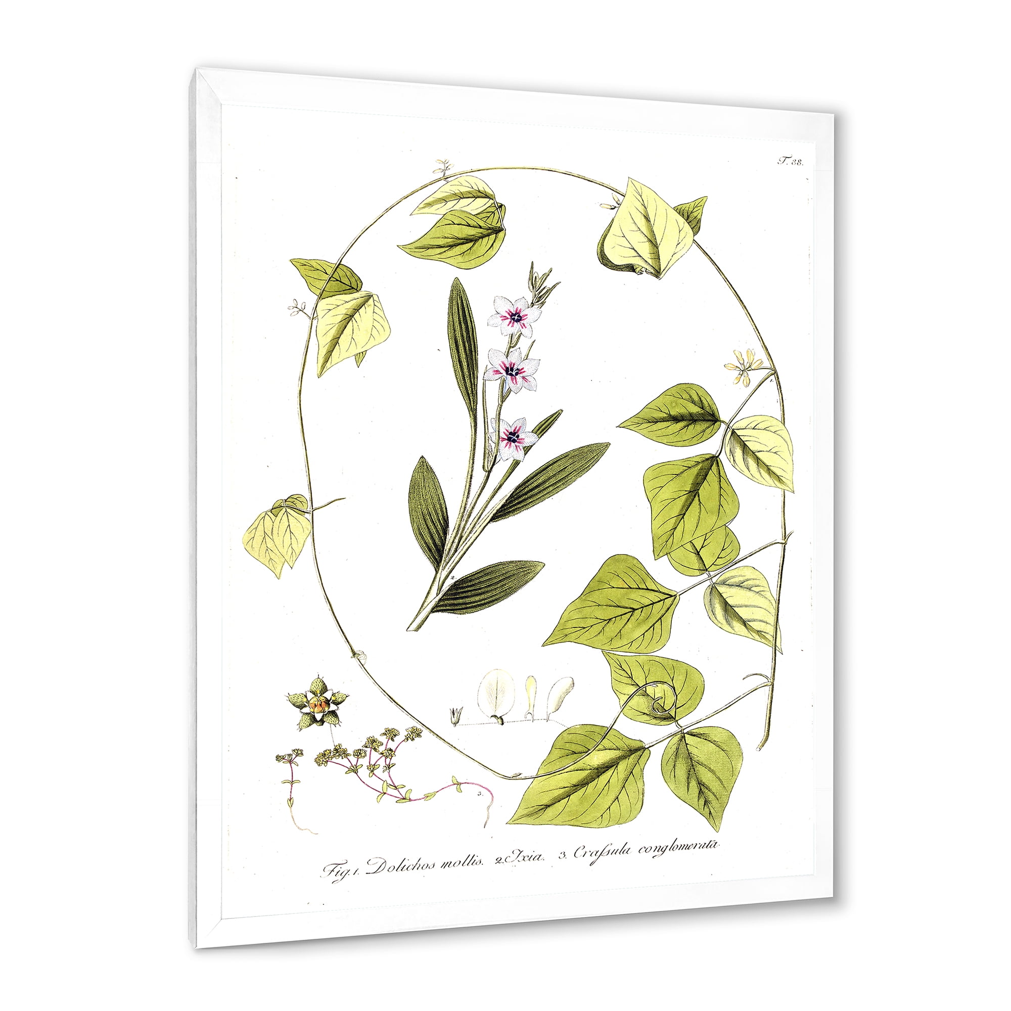【i&n_ Botanical.】 Designart 'Ancient Botanicals XXI' Traditional Framed Art Print