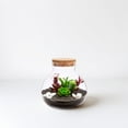 thumbnail image 1 of Raindrops Live Terrarium Jar Glass Jar Multi Elegant Design 1Set, 1 of 6