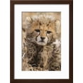 thumbnail image 2 of Africa, Kenya, Masai Mara National Reserve Portrait of cheetah cub, Animals Framed Art Print Wall Art by Jaynes Gallery Sold by Art.Com, 2 of 6