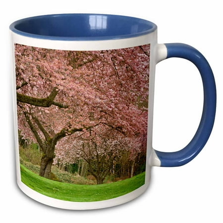 3drose, Washington, Bremerton. Cherry Trees in Bloom - Us48 Bja0083 - Jaynes Gallery, 15oz Two-tone Blue Mug