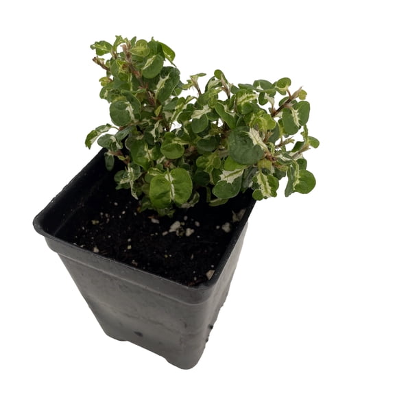 Curly Variegated Creeping Fig - Ficus pumila - Terrarium/Fairy Garden - 2.5" Pot