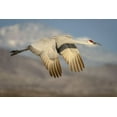 thumbnail image 2 of Jaynes Gallery 32x23 Black Ornate Wood Framed with Double Matting Museum Art Print Titled - New Mexico-Bosque del Apache National Wildlife Reserve Sandhill crane flying, 2 of 4