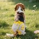 thumbnail image 4 of Pantalones Cortos Higiénicos Para Perras, Cachorros Y Perros Hembras, Ropa Interior Fina, 4 of 4