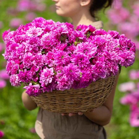Eden Brothers Anemone Bulbs - Fullstar Pink