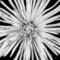 thumbnail image 2 of Quillen, Donnie 15x15 White Modern Wood Framed Museum Art Print Titled - Black and White Love, 2 of 4