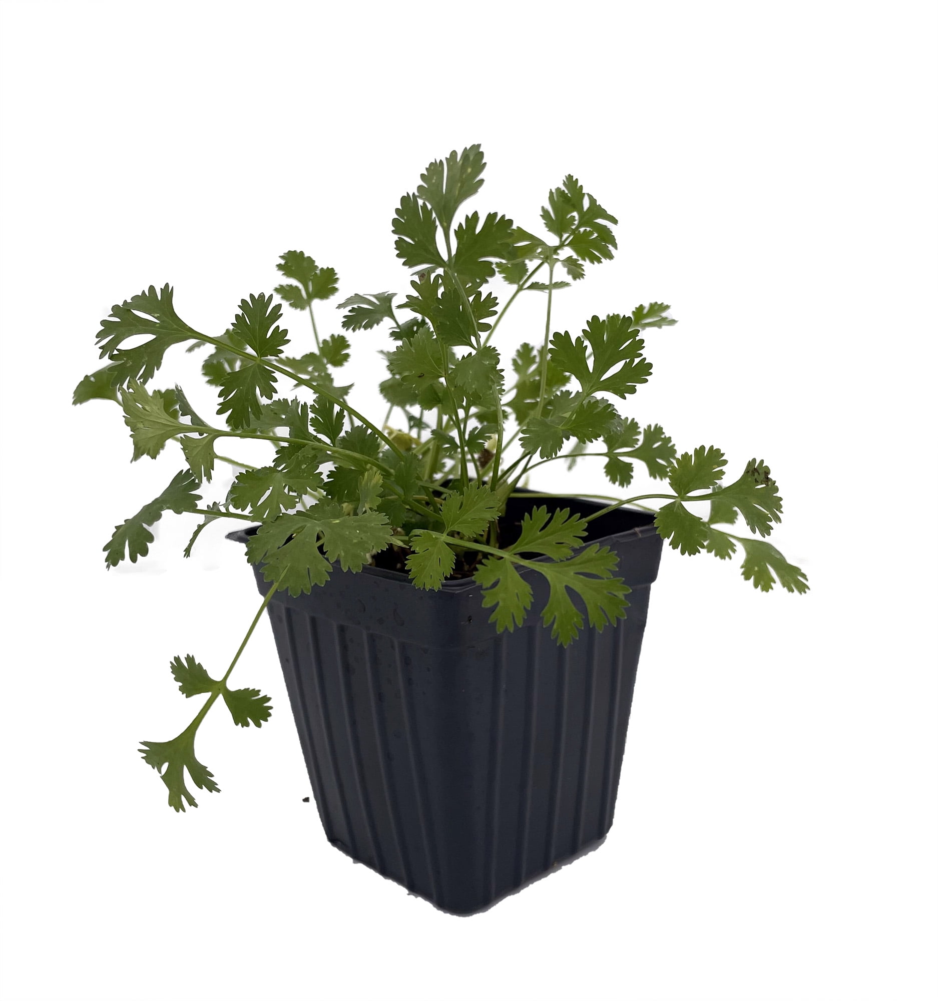 Cilantro Coriander Live Herb Slow Bolting 3" Pot