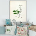 thumbnail image 2 of Designart 'Ancient Botanicals XV' Farmhouse Framed Canvas Wall Art Print, 2 of 5