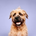 thumbnail image 6 of Paul Mitchell Pet Calming Lavender Mint Shampoo, 16.9 oz., 6 of 7
