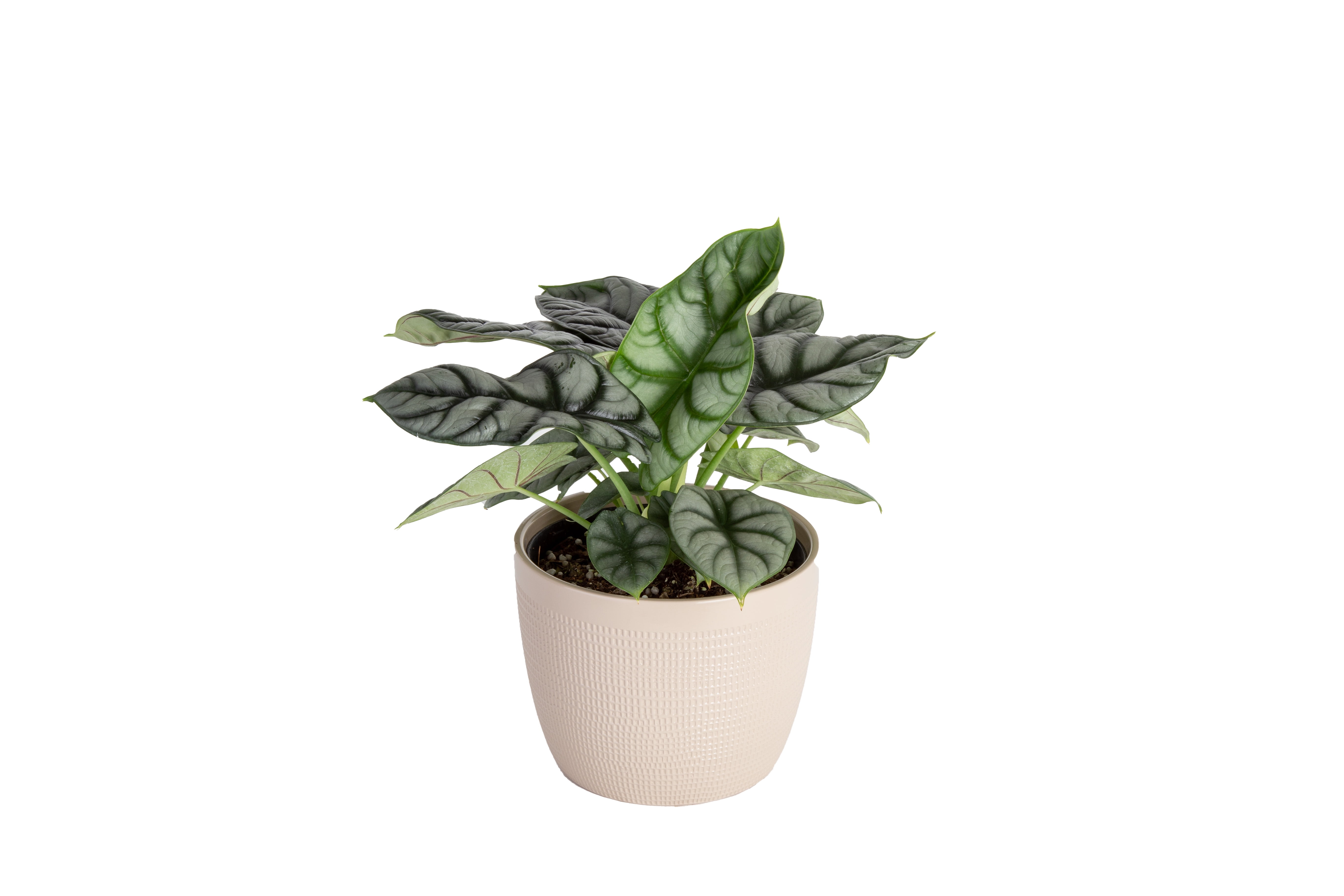 Costa Farms Trending Tropical 6IN Silver Dragon