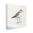 thumbnail image 3 of Stupell Industries Sandpiper Bird at Water's Edge Beach Shoreline Graphic Art Gallery Wrapped Canvas Print Wall Art, Design by Lucca Sheppard, 3 of 5