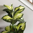 thumbnail image 2 of Vickerman 40" Artificial Green and White Dieffenbachia., 2 of 4