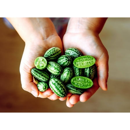Mouse Melon Seeds | 20 Seeds | Grow This Exotic and Rare Garden Fruit | Cucamelon Seeds, Tiny Fruit to Grow