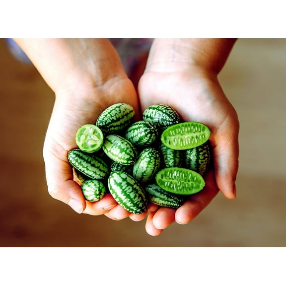 Mouse Melon Seeds | 20 Seeds | Grow This Exotic and Rare Garden Fruit | Cucamelon Seeds, Tiny Fruit to Grow