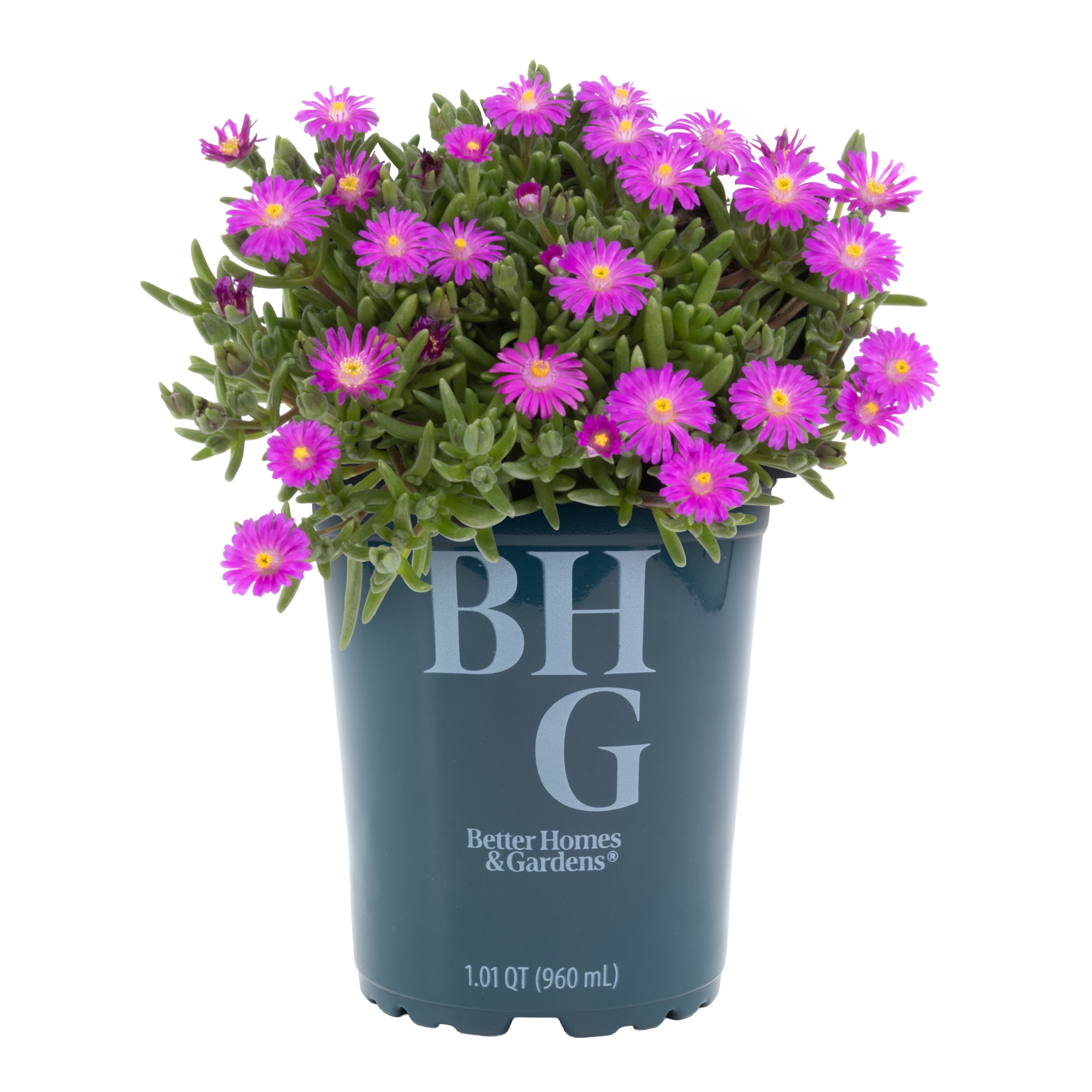 Better Homes and Gardens Outdoor Live Plant Sedum Stonecrop