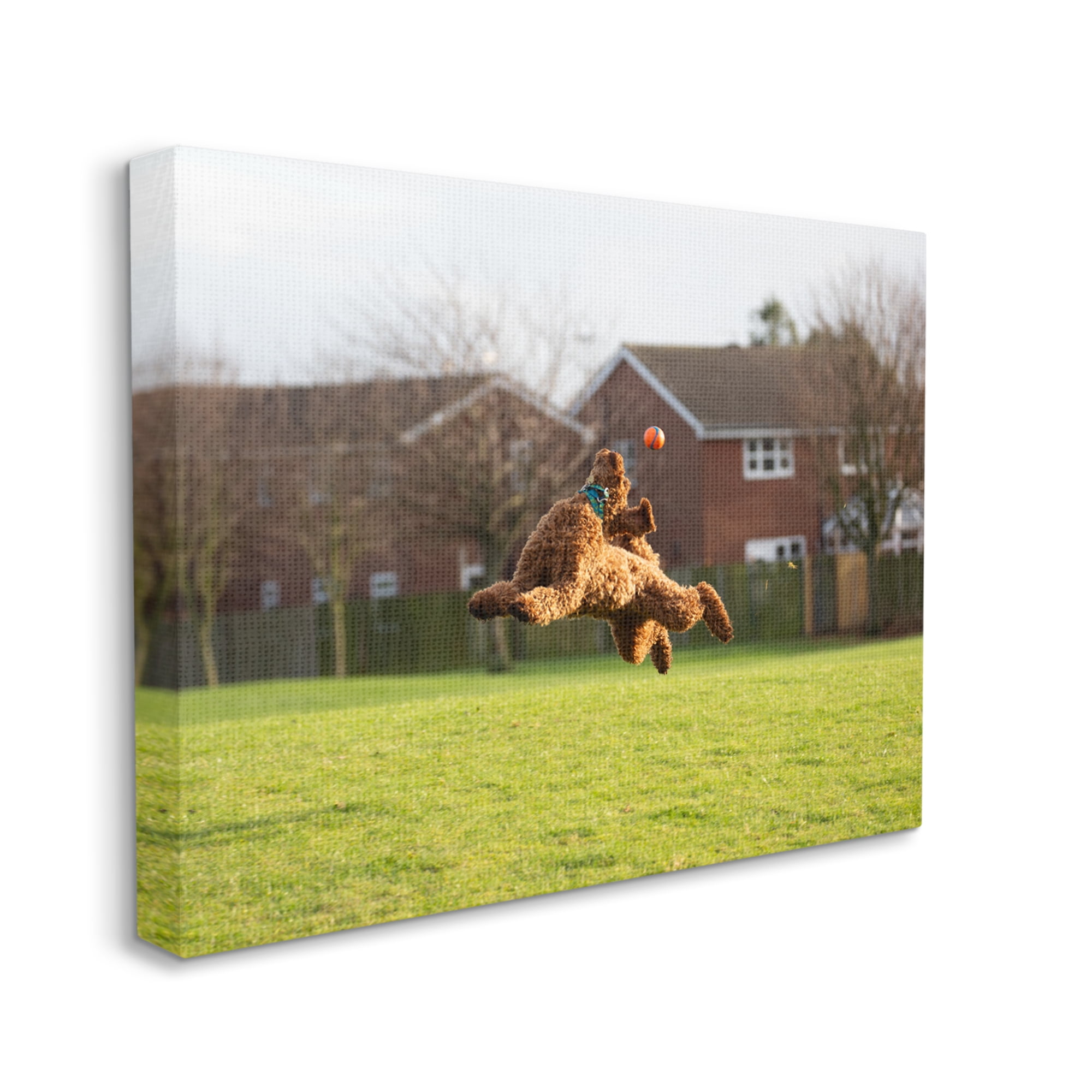 Stupell Industries Eye on the Ball Dog Animals & Insects Photography Gallery Wrapped Canvas Art Print Wall Art, 48 x 36