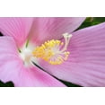 thumbnail image 2 of Wells, Joanne 18x13 Gold Ornate Wood Framed with Double Matting Museum Art Print Titled - Georgia-Savannah Close-up of hibiscus flower, 2 of 4