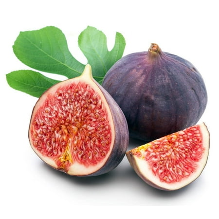 Chicago Edible Fig Plant - Ficus - Hardy - 2.5