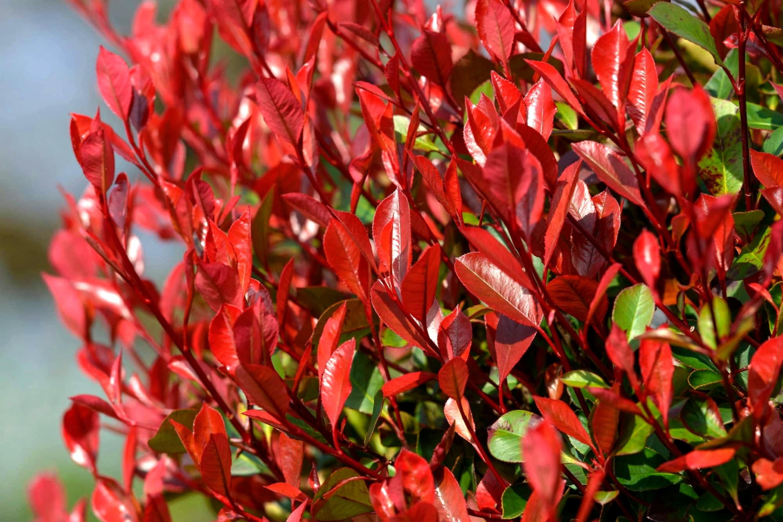 Florida Foliage, Photinia Red Tip, 3 Live Plants, Evergreen Shrub -  Walmart.com