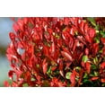 thumbnail image 3 of Photinia Red Tip - 40 Live Plants - Photinia x Fraseri - Evergreen Landscape Shrub, 3 of 9