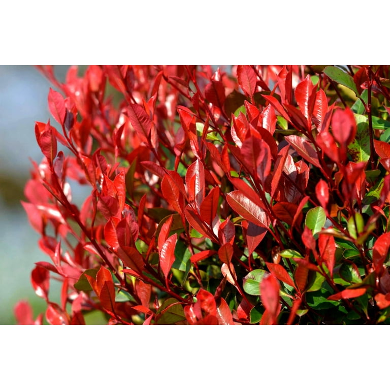 Photinia Red Tip - 3 Live Plants - Photinia x Fraseri - Evergreen Landscape Shrub