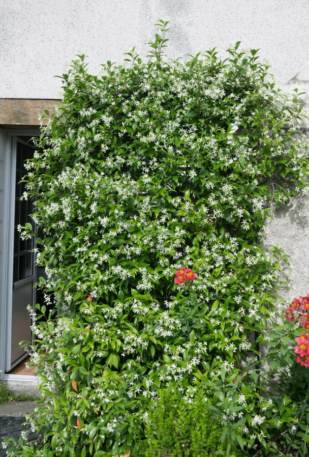 Downey Jasmine Plant Live, 4-8 Inches, Fragrant Jasmine Flower Vine for Planting