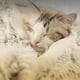 thumbnail image 5 of Cama para perros y gatos, felpa suave y cálida, nido redondo, perrera cómoda para dormir, cueva AU Gris 50cm Zulema felpa gatos perros cama, 5 of 8