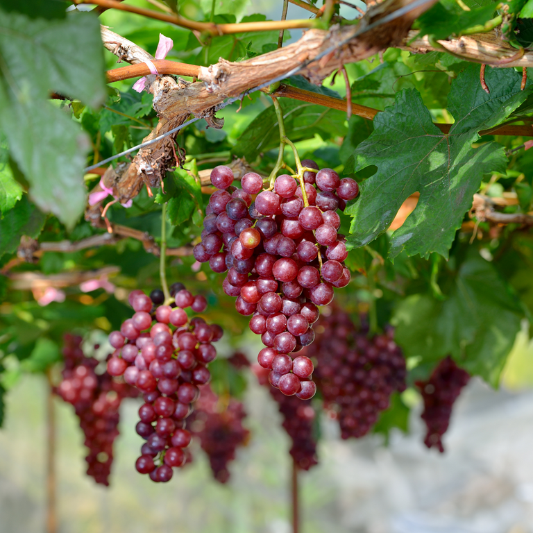 Live Grape - Amazon.com Music