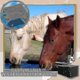 thumbnail image 2 of Water Purifier Cubes Activate Carbon High-efficiency Water Purificatiofish Farming Hands Horses Water New, 2 of 4