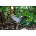 thumbnail image 2 of Hi-Line Gift Ltd. Grey Pigeon with Coloured Neck Statue, 2 of 7