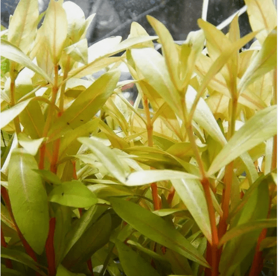 Nesaea Pedicellata ‘Golden’ Live Aquarium Plant – Fresh Bunch Aquatic Stem Plant for Planted Fish Tanks