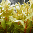 thumbnail image 2 of Nesaea Pedicellata ‘Golden’ Live Aquarium Plant – Fresh Bunch Aquatic Stem Plant for Planted Fish Tanks, 2 of 3