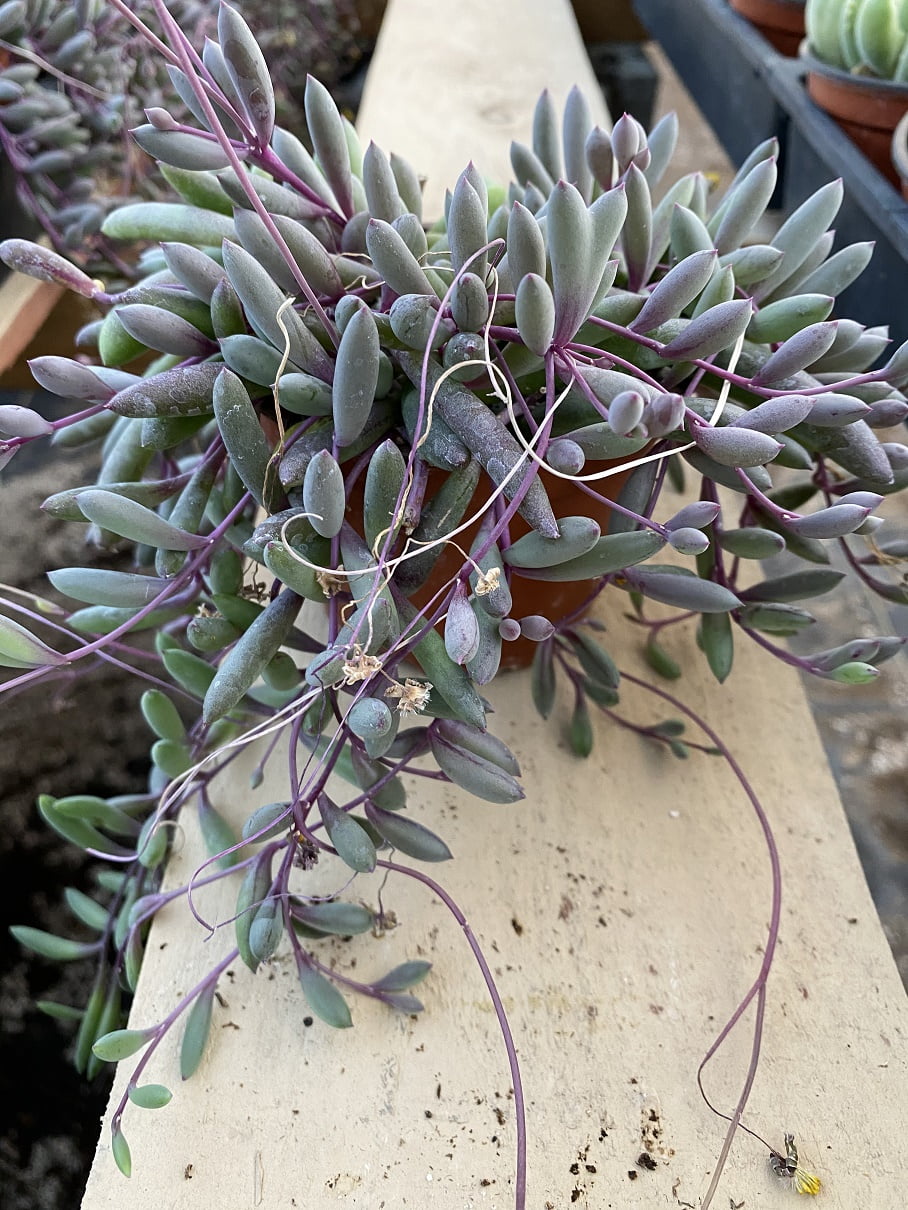 4' Potted Live Rare Succulent Othonna Capensis Little Pickles Full Rooted Hanging Plants With Soil In Planter