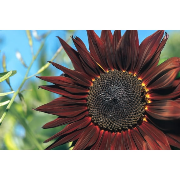 Procut Red Sunflower Autumn Cut Flowers Premium Seeds Packet