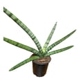 thumbnail image 4 of Planta sansevieria, 4 of 4