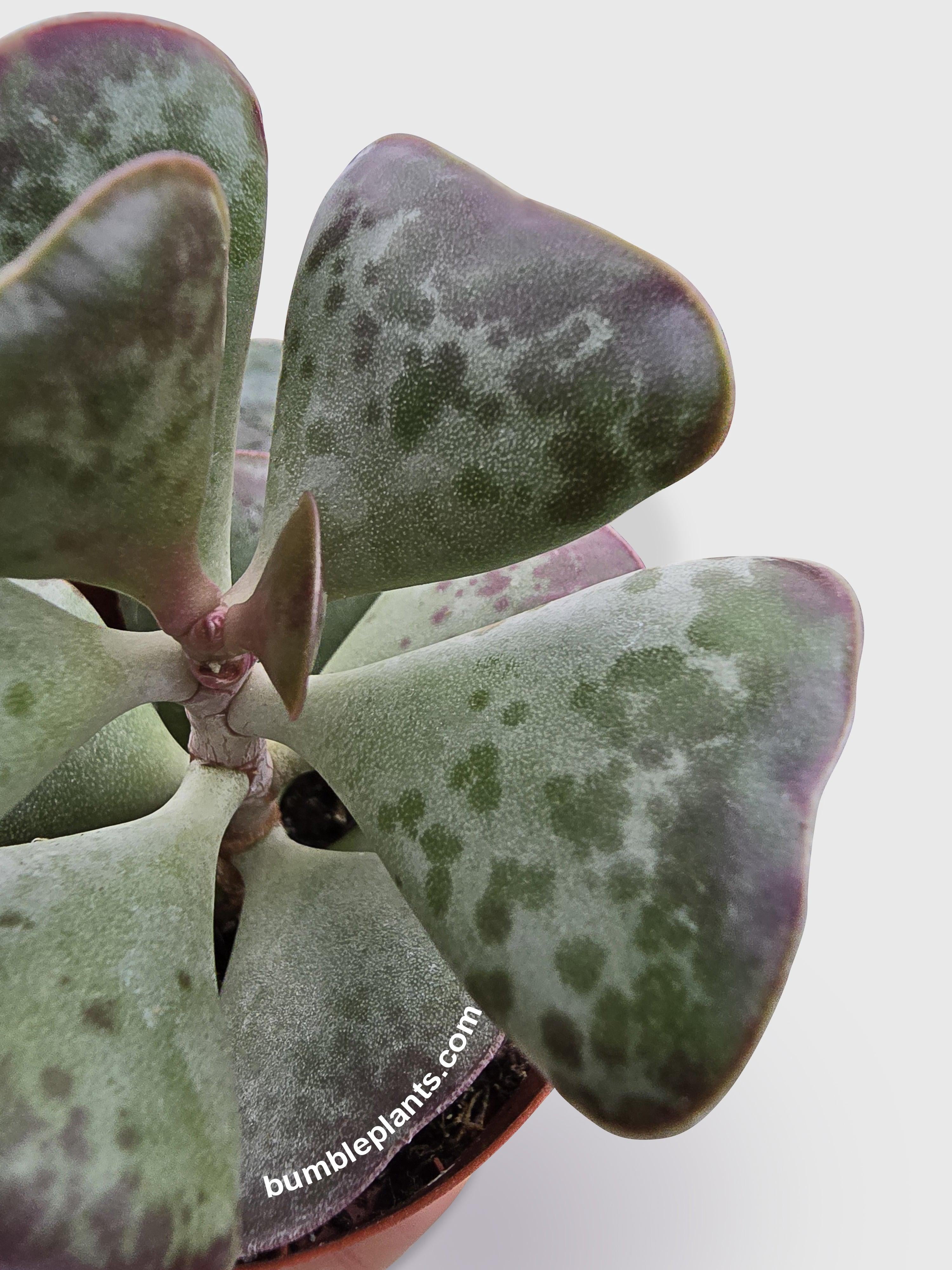 Bumble Plants Calico Hearts Succulent - Full Live Colorful Houseplant in Nursery Pot, Easy Care, Indoor Plant for Beginners