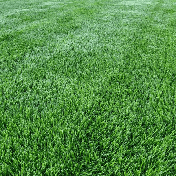 Set of 20000 Emerald Zoysia Grass Seeds for Lawn, Zoysia Grass Seeds, LowMaintenance for Planting