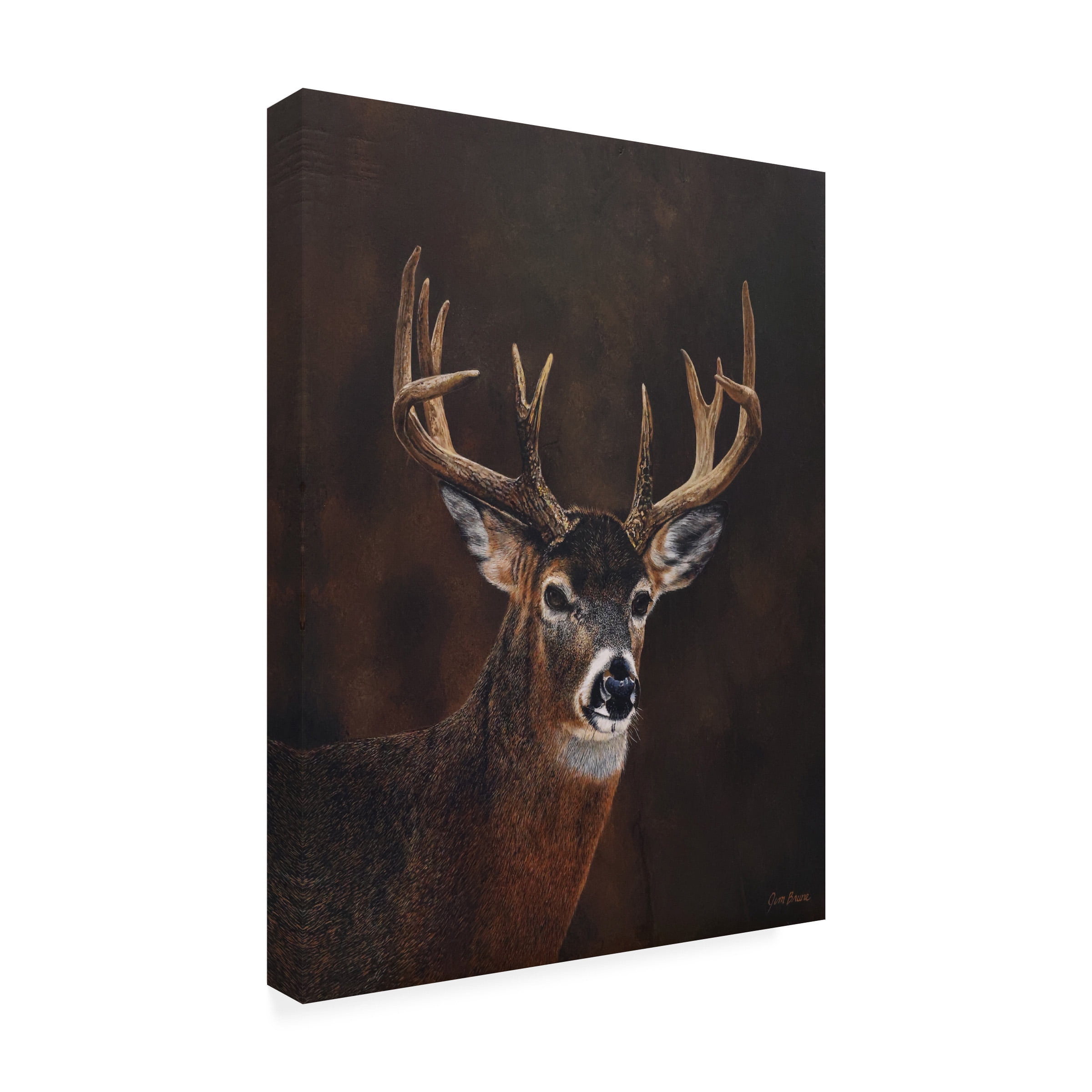 Canvas Wall Art - Jim Brune 'White Tailed 12 Point Buck' Wall Art for Living Room, Bedroom, or Office DÃ©cor by Trademark Fine Art - 35 x 47 Inches
